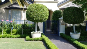 Large Garden Winner - McKinlay Parade